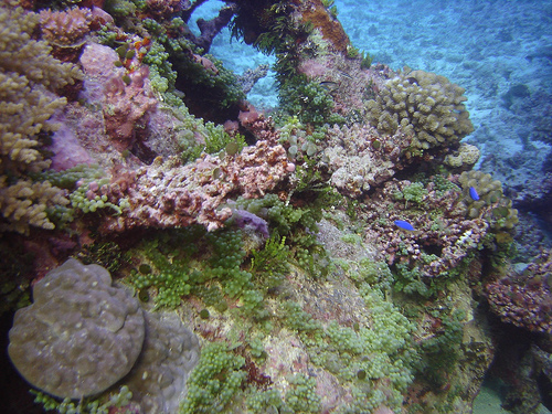 Coral, North Horn, Coral Sea Great Barrier Reef, Australia_18.jpg