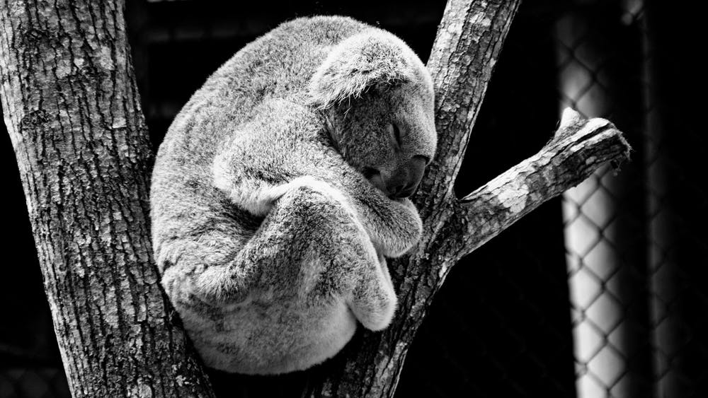 Australia koala-nature