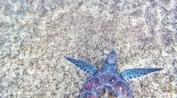 Ngulbitjik (Bare Sand Island, Australia): nidificazione di tartarughe marine