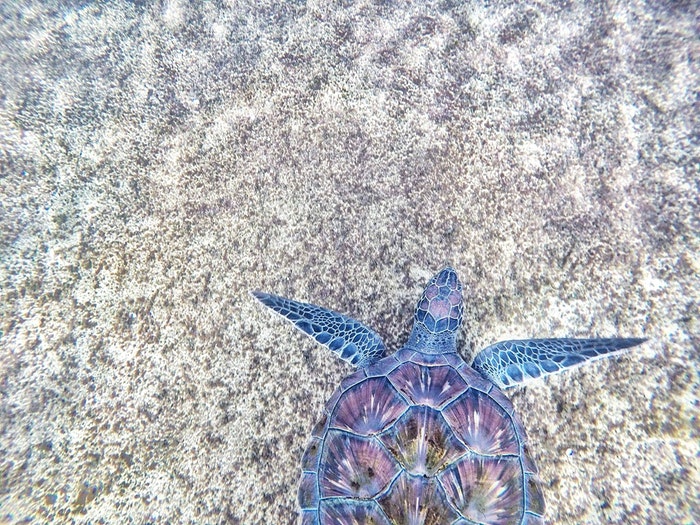 purple-and-blue-sea-turtle
