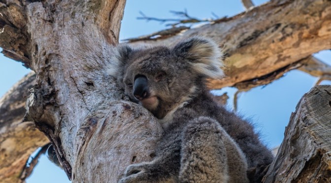 Warrandyte State Park Melbourne, Australia