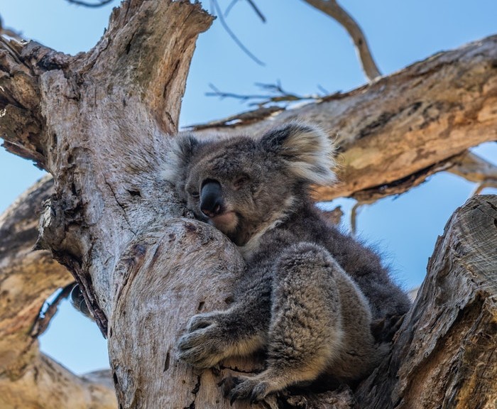 koala Foto di Ethan Brooke da Pexels